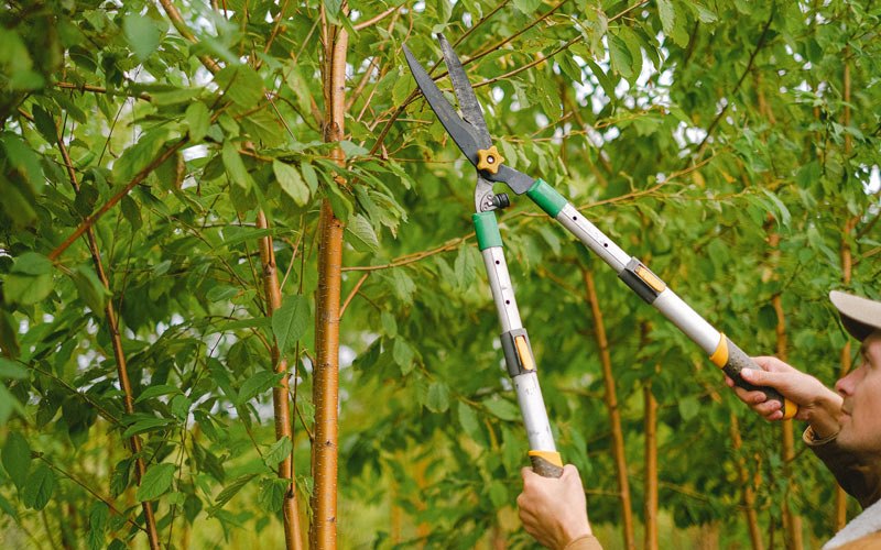Tree trimming in Lawrenceburg, TN